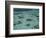 Snorkelers and Reef, Green Island, Great Barrier Reef Marine Park, North Queensland, Australia-David Wall-Framed Photographic Print