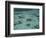 Snorkelers and Reef, Green Island, Great Barrier Reef Marine Park, North Queensland, Australia-David Wall-Framed Photographic Print