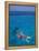 Snorkeling in Clear Waters, Bahamas, Caribbean-Greg Johnston-Framed Premier Image Canvas