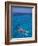 Snorkeling in Clear Waters, Bahamas, Caribbean-Greg Johnston-Framed Photographic Print