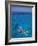 Snorkeling in Clear Waters, Bahamas, Caribbean-Greg Johnston-Framed Photographic Print