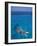 Snorkeling in Clear Waters, Bahamas, Caribbean-Greg Johnston-Framed Photographic Print