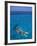 Snorkeling in Clear Waters, Bahamas, Caribbean-Greg Johnston-Framed Photographic Print