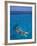 Snorkeling in Clear Waters, Bahamas, Caribbean-Greg Johnston-Framed Photographic Print