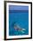 Snorkeling in Clear Waters, Bahamas, Caribbean-Greg Johnston-Framed Photographic Print