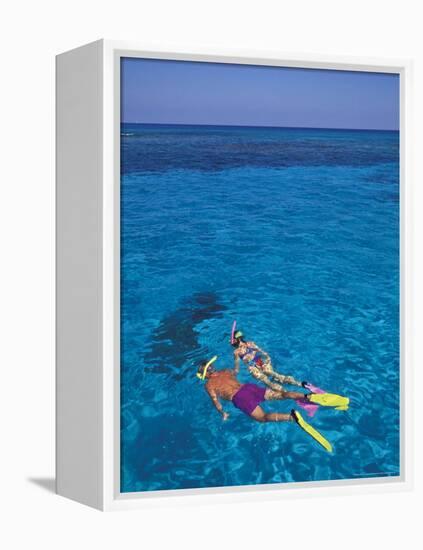 Snorkeling in Clear Waters, Bahamas, Caribbean-Greg Johnston-Framed Premier Image Canvas