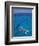 Snorkeling in Clear Waters, Bahamas, Caribbean-Greg Johnston-Framed Photographic Print