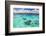 Snorkeling in Muri Lagoon on Captain Tama's Lagoon Cruises, Rarotonga, Cook Islands, Pacific-Matthew Williams-Ellis-Framed Photographic Print