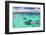 Snorkeling in Muri Lagoon on Captain Tama's Lagoon Cruises, Rarotonga, Cook Islands, Pacific-Matthew Williams-Ellis-Framed Photographic Print