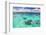 Snorkeling in Muri Lagoon on Captain Tama's Lagoon Cruises, Rarotonga, Cook Islands, Pacific-Matthew Williams-Ellis-Framed Photographic Print