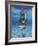 Snorkeling in the Blue Waters of the Bahamas-Greg Johnston-Framed Photographic Print