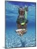 Snorkeling in the Blue Waters of the Bahamas-Greg Johnston-Mounted Photographic Print