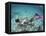 Snorkeling the Bimini Road, North Bimini, out Islands of the Bahamas-Greg Johnston-Framed Premier Image Canvas