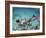 Snorkeling the Bimini Road, North Bimini, out Islands of the Bahamas-Greg Johnston-Framed Photographic Print