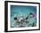 Snorkeling the Bimini Road, North Bimini, out Islands of the Bahamas-Greg Johnston-Framed Photographic Print