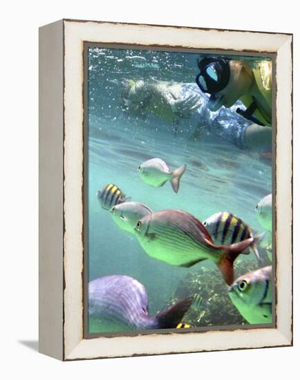 Snorkeling-Karen Williams-Framed Premier Image Canvas