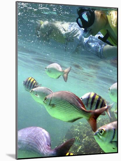 Snorkeling-Karen Williams-Mounted Photographic Print