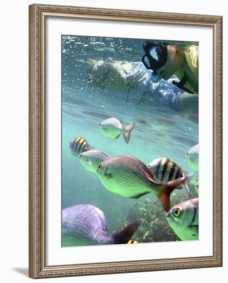 Snorkeling-Karen Williams-Framed Photographic Print