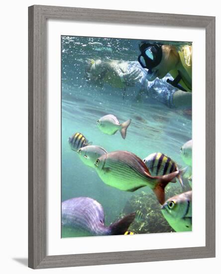 Snorkeling-Karen Williams-Framed Photographic Print