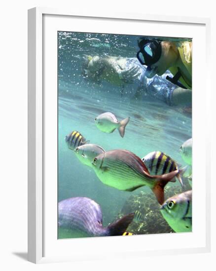 Snorkeling-Karen Williams-Framed Photographic Print