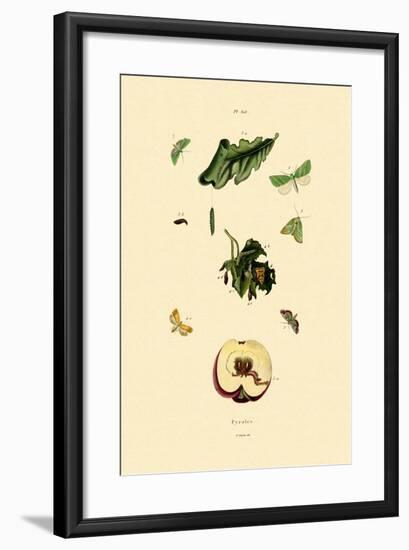 Snout Moths, 1833-39-null-Framed Giclee Print