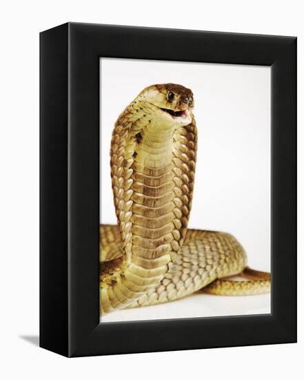 Snouted Cobra-Martin Harvey-Framed Premier Image Canvas