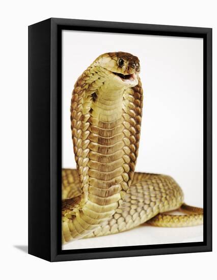 Snouted Cobra-Martin Harvey-Framed Premier Image Canvas