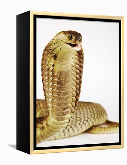 Snouted Cobra-Martin Harvey-Framed Premier Image Canvas