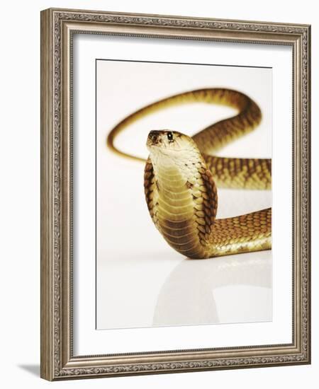 Snouted Cobra-Martin Harvey-Framed Photographic Print