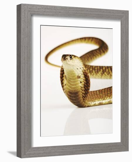 Snouted Cobra-Martin Harvey-Framed Photographic Print