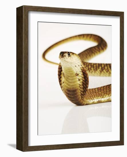 Snouted Cobra-Martin Harvey-Framed Photographic Print