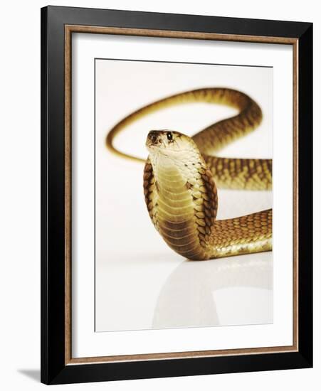 Snouted Cobra-Martin Harvey-Framed Photographic Print