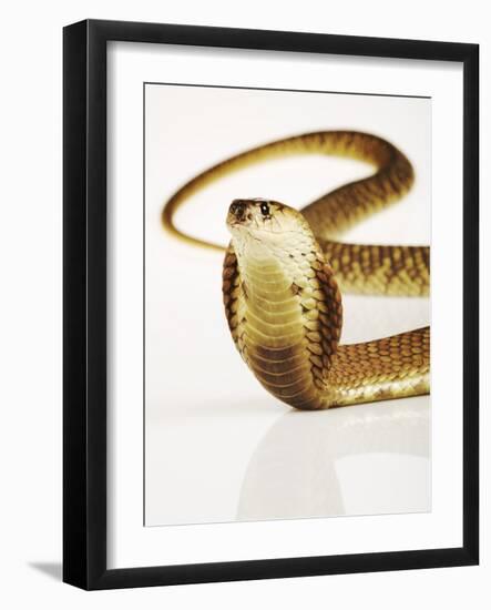 Snouted Cobra-Martin Harvey-Framed Photographic Print