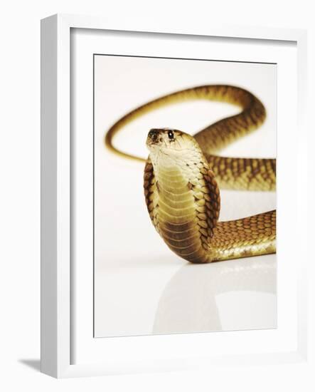 Snouted Cobra-Martin Harvey-Framed Photographic Print