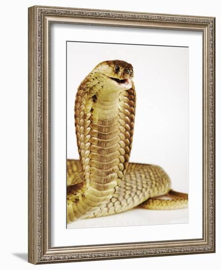 Snouted Cobra-Martin Harvey-Framed Photographic Print