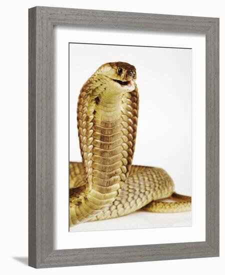 Snouted Cobra-Martin Harvey-Framed Photographic Print