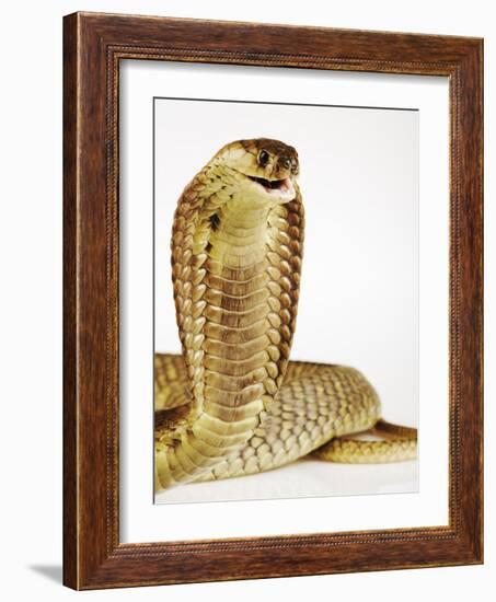 Snouted Cobra-Martin Harvey-Framed Photographic Print