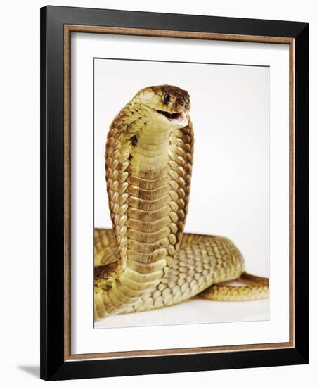 Snouted Cobra-Martin Harvey-Framed Photographic Print