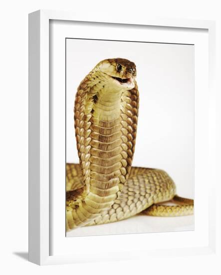 Snouted Cobra-Martin Harvey-Framed Photographic Print