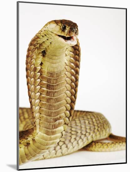 Snouted Cobra-Martin Harvey-Mounted Photographic Print