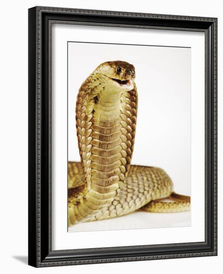 Snouted Cobra-Martin Harvey-Framed Photographic Print