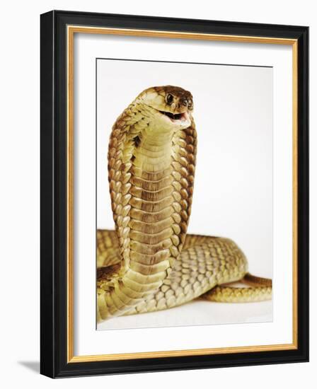 Snouted Cobra-Martin Harvey-Framed Photographic Print