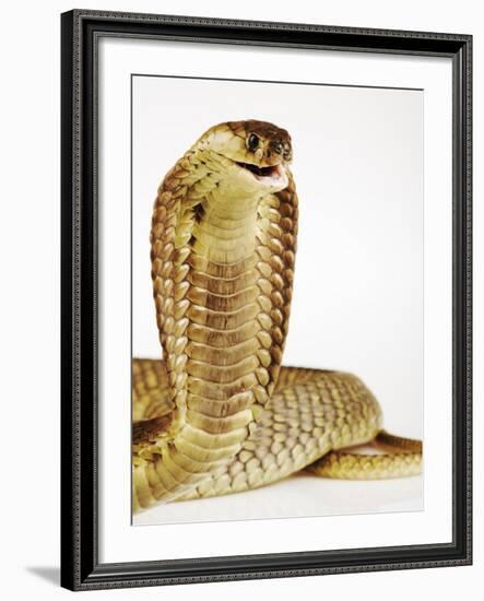 Snouted Cobra-Martin Harvey-Framed Photographic Print