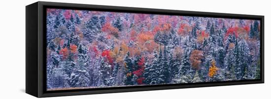 Snow and Autumn Trees, Adirondack Mountains, New York State-null-Framed Stretched Canvas