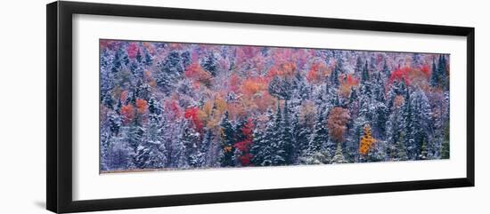Snow and Autumn Trees, Adirondack Mountains, New York State-null-Framed Photographic Print