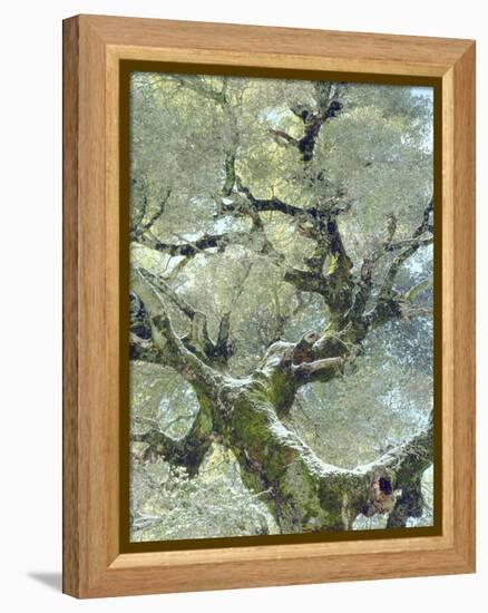 Snow and Moss on Live Oak Tree in Cuyamama Rancho State Park, California, USA-Christopher Talbot Frank-Framed Premier Image Canvas