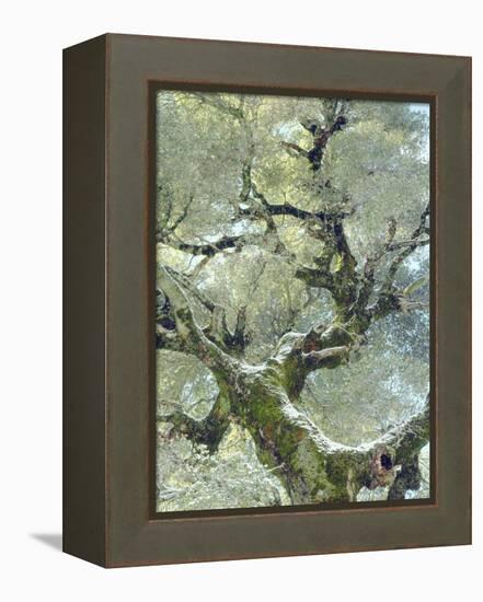 Snow and Moss on Live Oak Tree in Cuyamama Rancho State Park, California, USA-Christopher Talbot Frank-Framed Premier Image Canvas