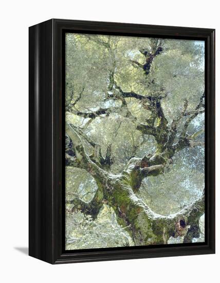 Snow and Moss on Live Oak Tree in Cuyamama Rancho State Park, California, USA-Christopher Talbot Frank-Framed Premier Image Canvas