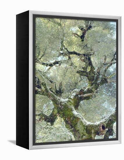 Snow and Moss on Live Oak Tree in Cuyamama Rancho State Park, California, USA-Christopher Talbot Frank-Framed Premier Image Canvas