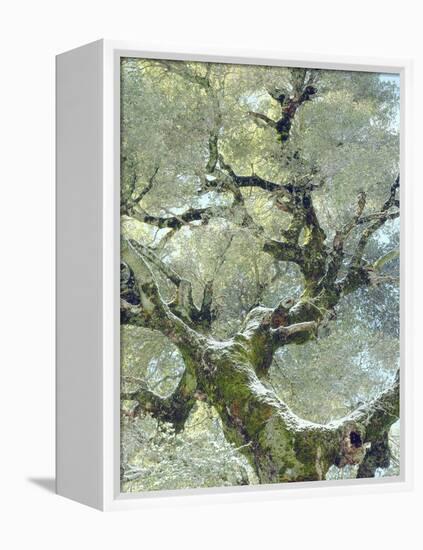 Snow and Moss on Live Oak Tree in Cuyamama Rancho State Park, California, USA-Christopher Talbot Frank-Framed Premier Image Canvas